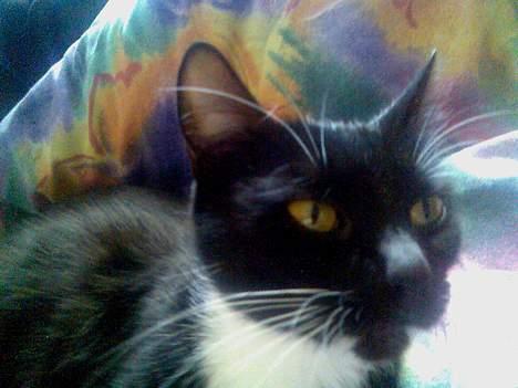 Huskat Gizmo billede 5