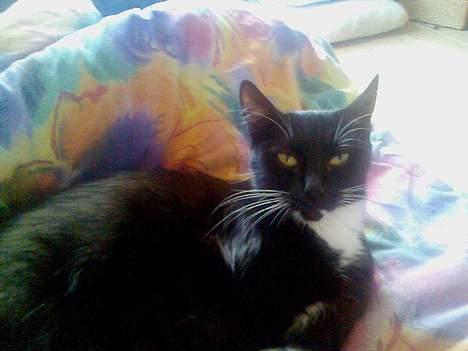 Huskat Gizmo billede 6