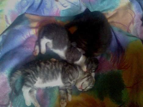 Huskat Gizmo billede 7