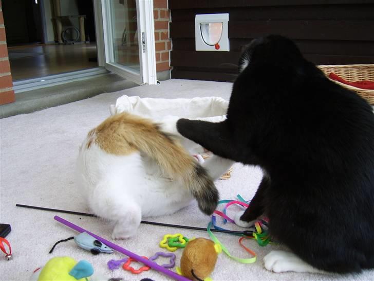 Huskat Buster - Hun får altså nogle tæsk hende Jasser :( billede 17