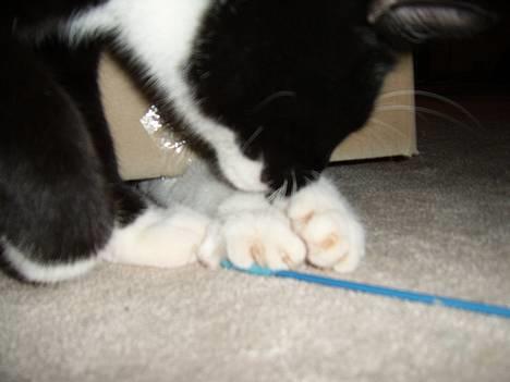 Huskat Buster - Hvem gemmer sig derinde...?? billede 18