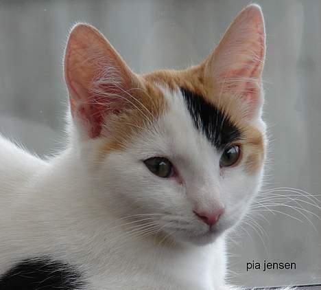 Huskat Jasmin -  Billede taget af Miss Piiiip billede 17