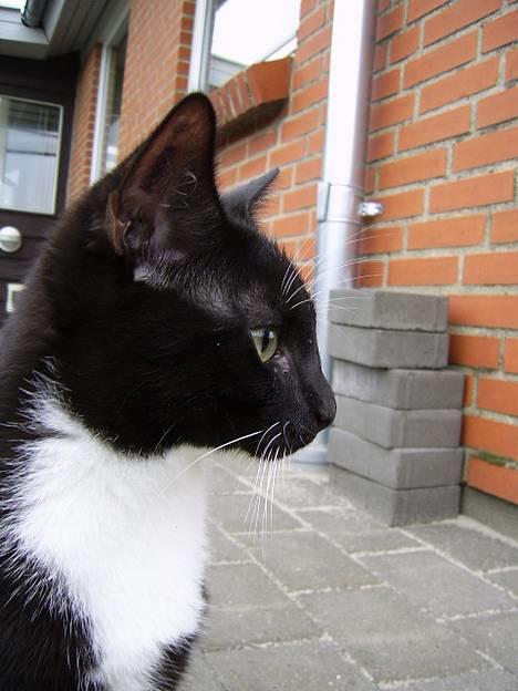 Huskat Buster - Juhuu, endelig et profil billede....  billede 19