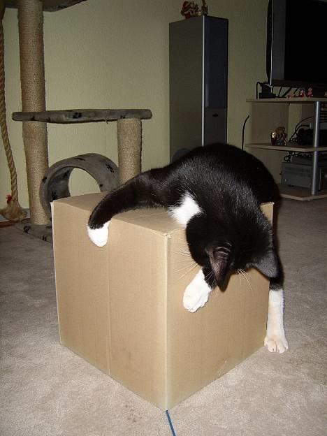 Huskat Buster - Jeg har fanget Jasser, og øhh, en papkasse.... ! billede 20