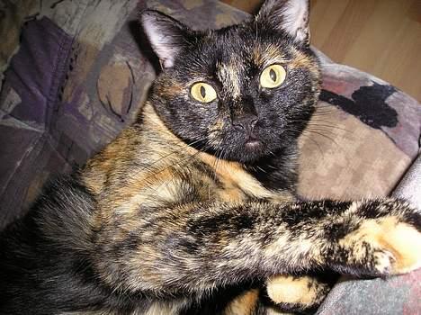 Blanding af racer Gismo - Taget på fersk gerning!! billede 17