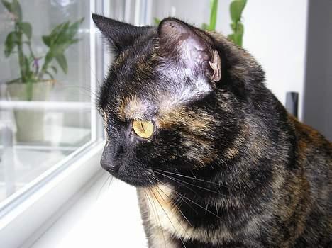 Blanding af racer Gismo - Sikke en udsigt jeg har.. billede 18