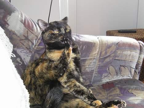 Blanding af racer Gismo - Puha, de trænger da vist til at blive vasket! billede 19