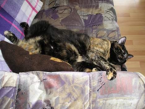 Blanding af racer Gismo - Endnu en lur på yndlingspladsen.. billede 20