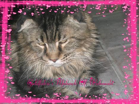 Maine Coon Mohawk of Wabanaki - Mohawk of Wabanaki . Så får du ikke smukkere MC!!! billede 1