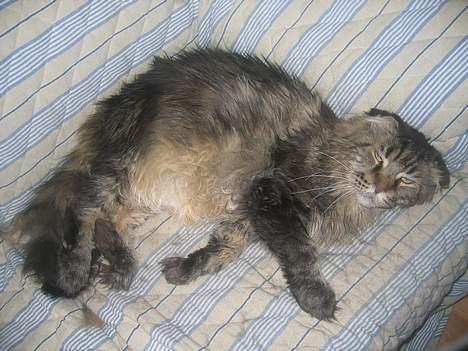 Maine Coon Mohawk of Wabanaki - Spiiinde .. Vil du snakke lidt med en smuk en som mig ? *SS* billede 2