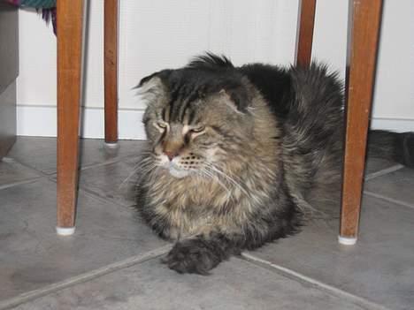 Maine Coon Mohawk of Wabanaki - Han er altså vågen x] billede 3