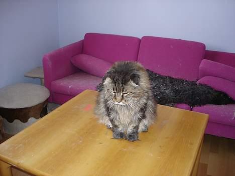 Maine Coon Mohawk of Wabanaki - Nedstirring af Leo .. billede 4