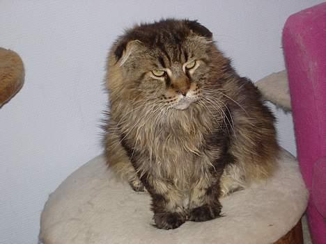 Maine Coon Mohawk of Wabanaki - Min smukke Mohawk of Wabanaki <3 Så kan I bare komme an! :) billede 5