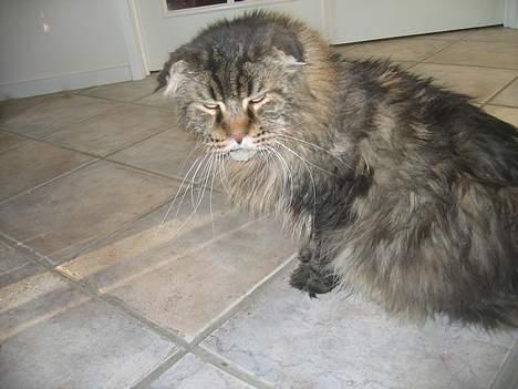 Maine Coon Mohawk of Wabanaki - Okay .. Liiidt træt måske .. men også kun... zzz... lidt .... billede 6