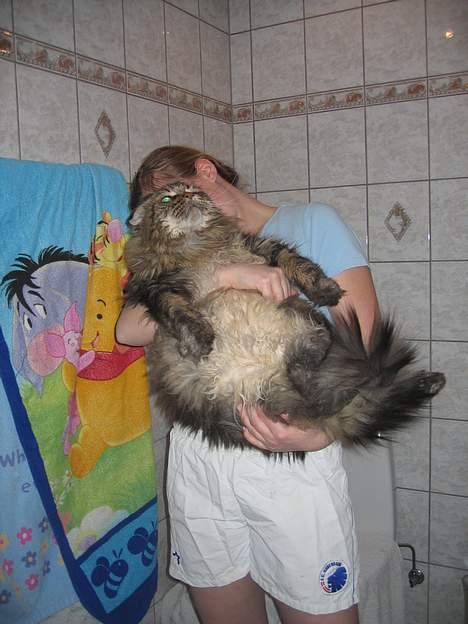 Maine Coon Mohawk of Wabanaki - Se hvor dejlig stor han er :) Hun er 14 hende der holder ham ;) (Og ret høj!) billede 7