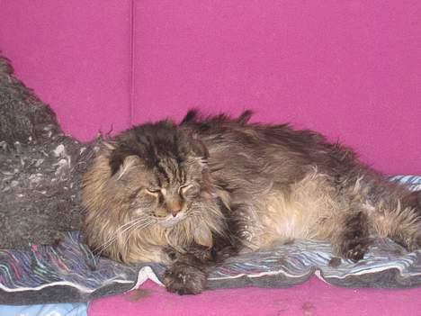 Maine Coon Mohawk of Wabanaki - Kongen af sofaen ;) billede 8