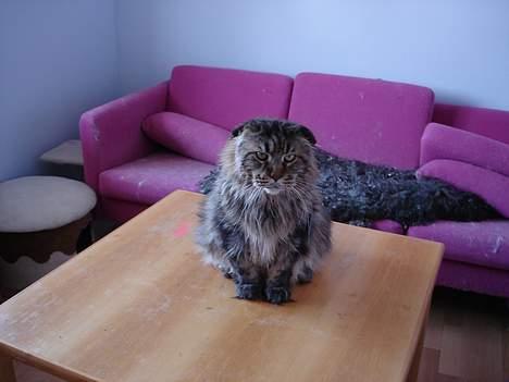 Maine Coon Mohawk of Wabanaki - Ikke flere billeder . Jeg nedstirrer dig til du går!! (Og det var han - som I kan se - god til!) billede 9