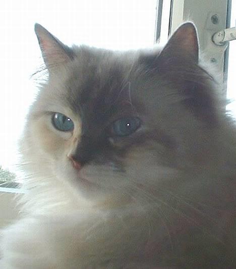 Ragdoll Lady Laudine - Dronning Lali af Tusindfrydvej billede 1