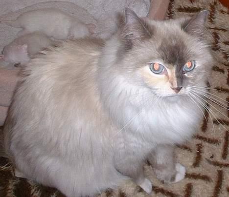 Ragdoll Lady Laudine billede 2