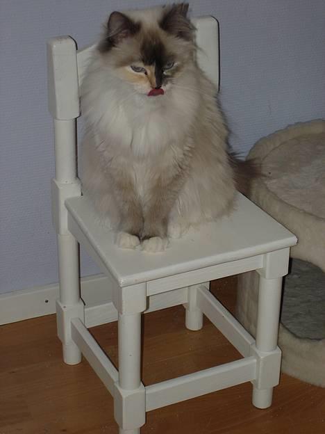 Ragdoll Lady Laudine - På sin "trone" XD billede 3