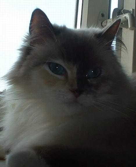 Ragdoll Lady Laudine billede 4