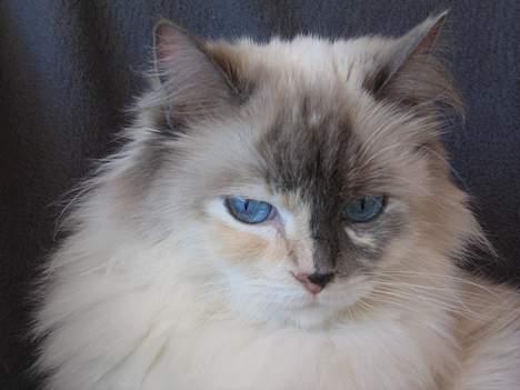 Ragdoll Lady Laudine billede 5