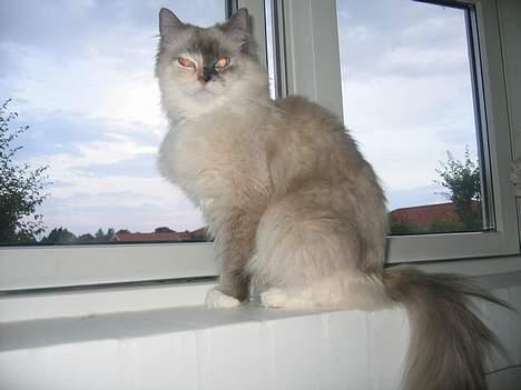 Ragdoll Lady Laudine billede 6