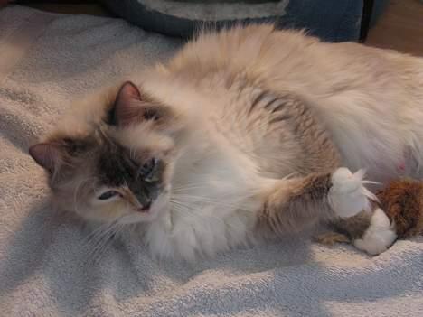 Ragdoll Lady Laudine billede 8