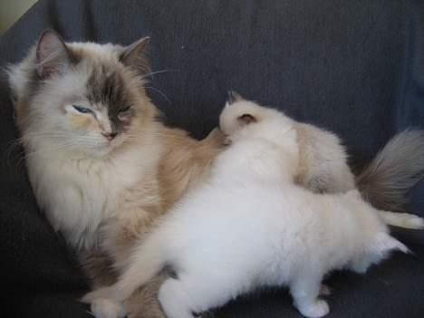 Ragdoll Lady Laudine billede 9