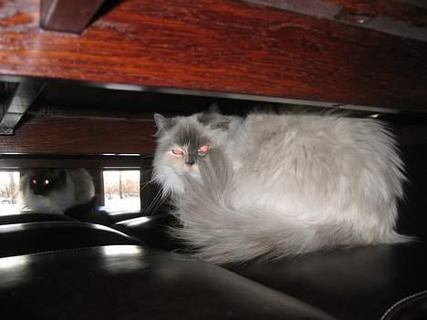 Ragdoll Lady Laudine billede 10