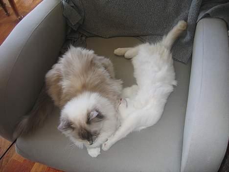 Ragdoll Lady Laudine billede 11