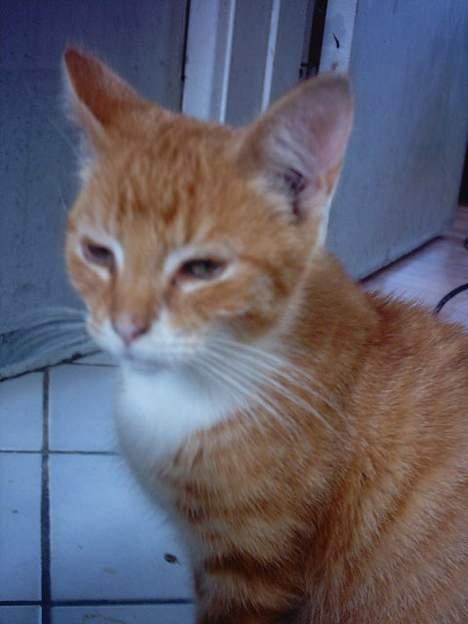 Huskat Bastian  billede 4