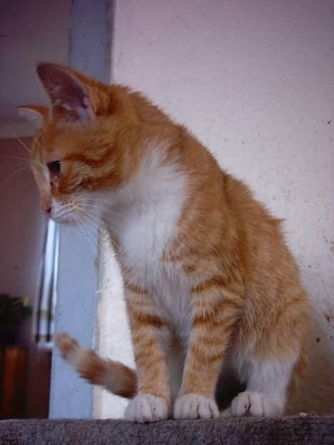 Huskat Bastian  billede 6