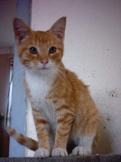 Huskat Bastian  billede 7