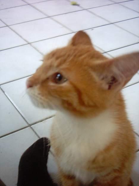 Huskat Bastian  billede 8