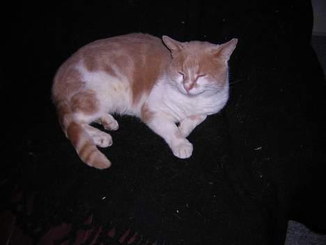 Blanding af racer Miv *RIP* billede 1