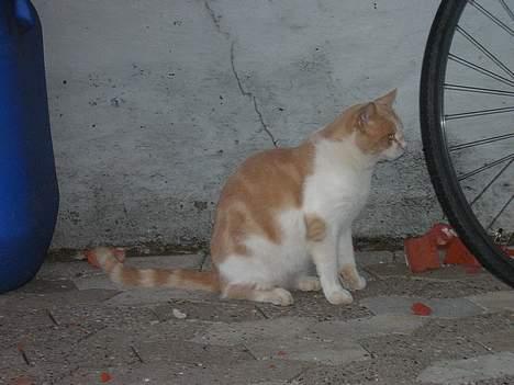 Blanding af racer Miv *RIP* billede 2