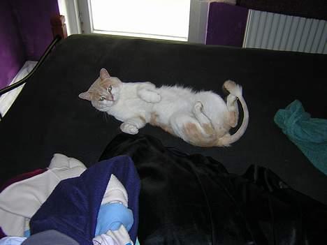 Blanding af racer Miv *RIP* billede 3