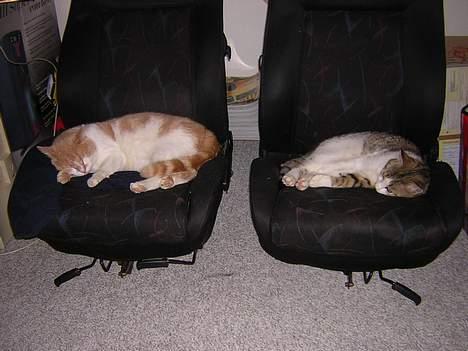 Blanding af racer Miv *RIP* billede 4