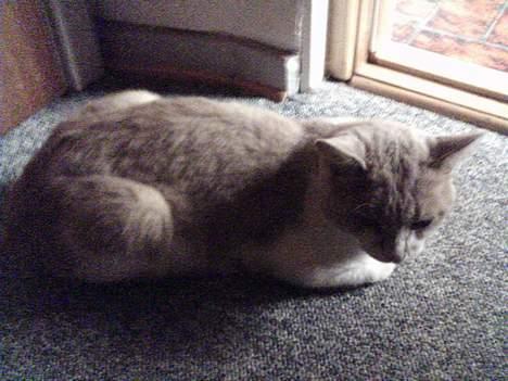 Blanding af racer Miv *RIP* billede 5