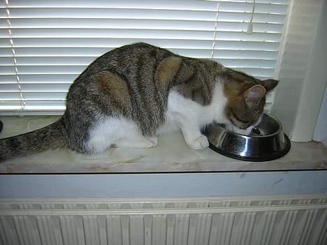 Blanding af racer Pjuske forsvundet  billede 1