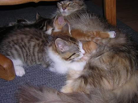 Blanding af racer Pjuske forsvundet  billede 2