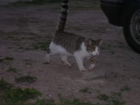 Blanding af racer Pjuske forsvundet  billede 3