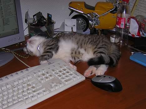 Blanding af racer Pjuske forsvundet  billede 4