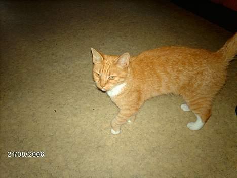 Huskat Tjalfe - der er jo mor! har du et stykke leverpostej eller noget mælk? billede 1