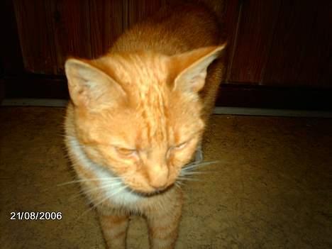 Huskat Tjalfe - er jeg ikke bare dejlig? billede 2