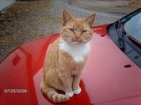 Huskat Tjalfe - 25.07.06 Mona har fødselsdag sidder som en dejlig fødselsdagsgave.. Som altid :D billede 3