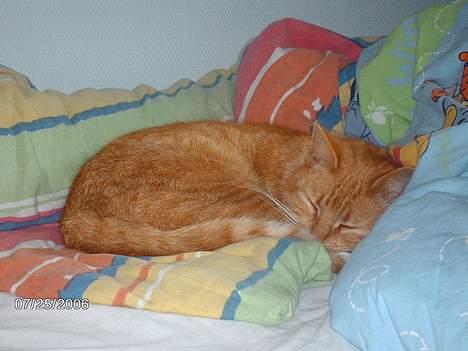 Huskat Tjalfe - min kat ligger og sover... billede 4