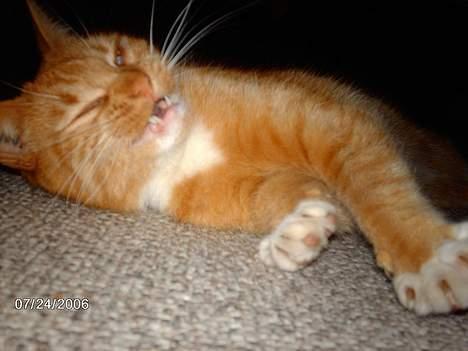 Huskat Tjalfe - aaargghh..... billede 5