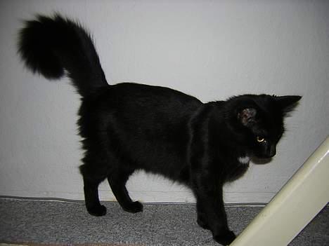 Maine Coon Skade *R.I.P* billede 1